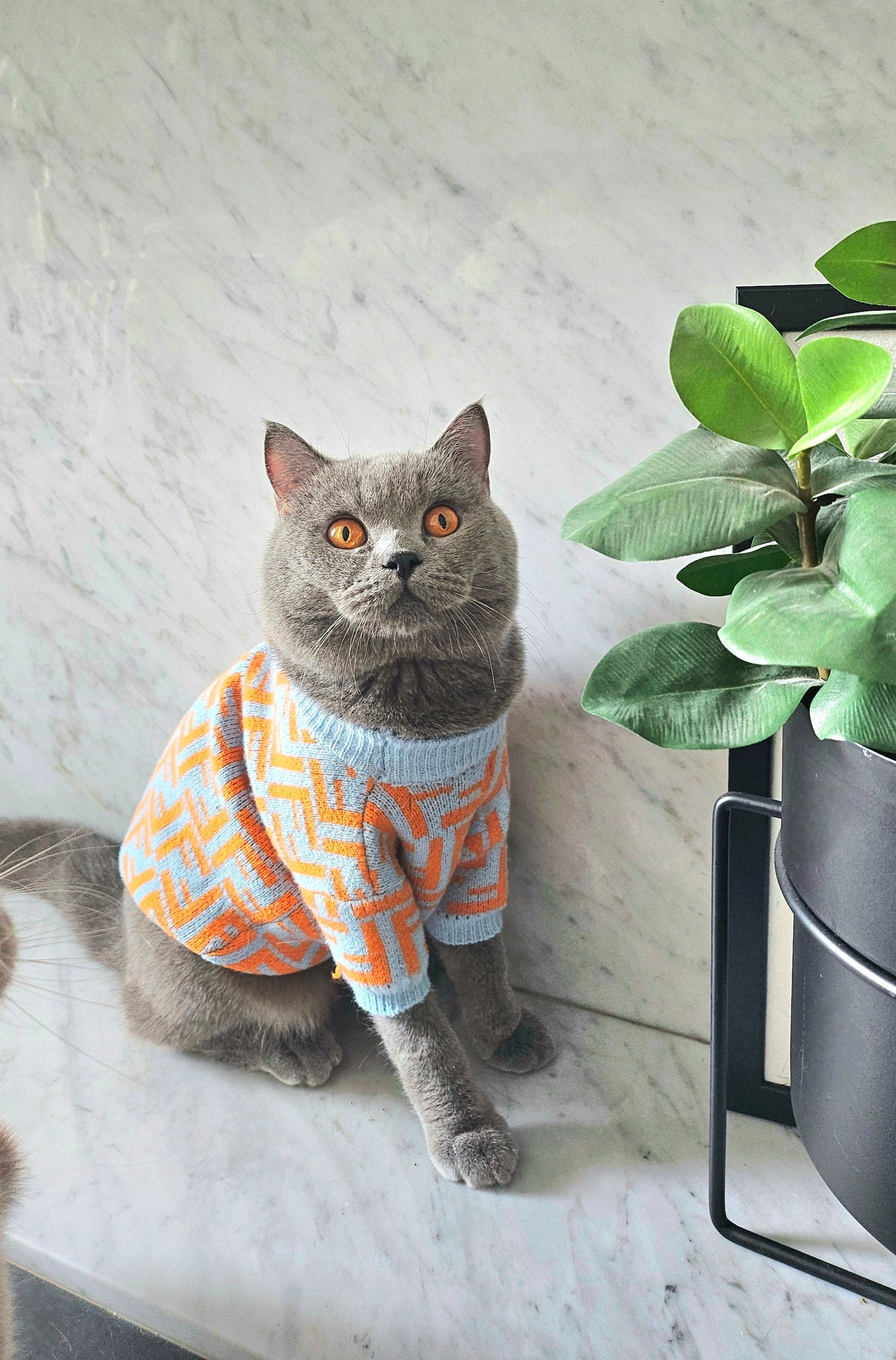 Foto Pet Card OCBC Sesuai
