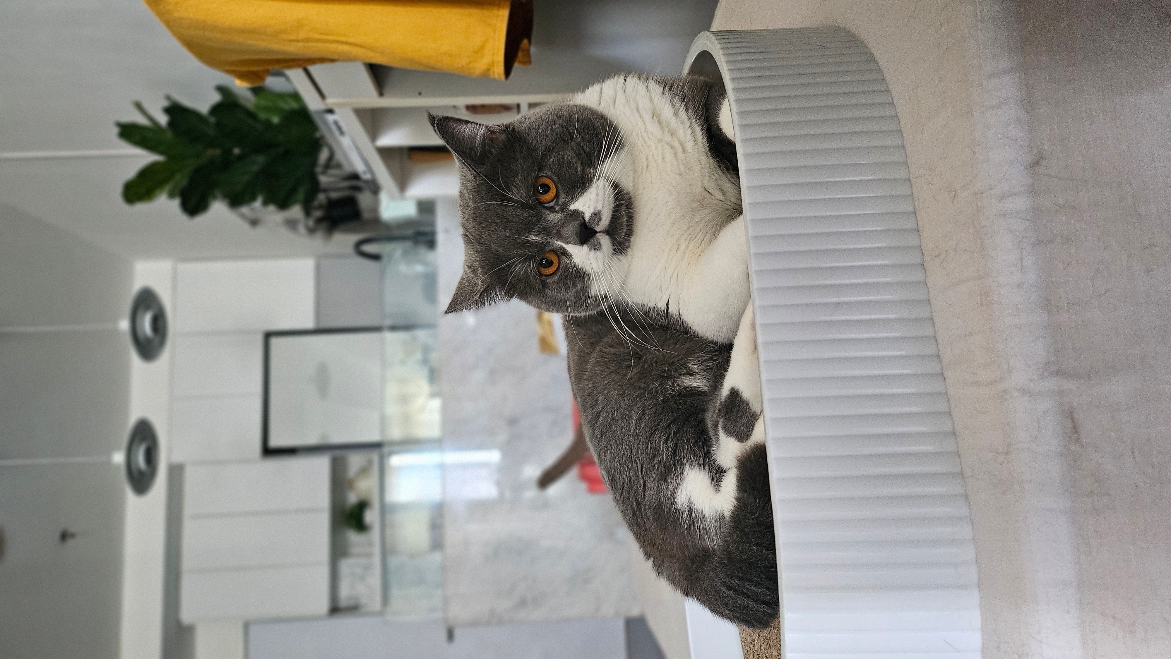 Foto Pet Card OCBC Sesuai