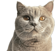 Foto Pet Card OCBC Sesuai