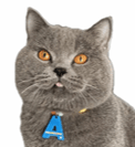 Foto Pet Card OCBC Sesuai